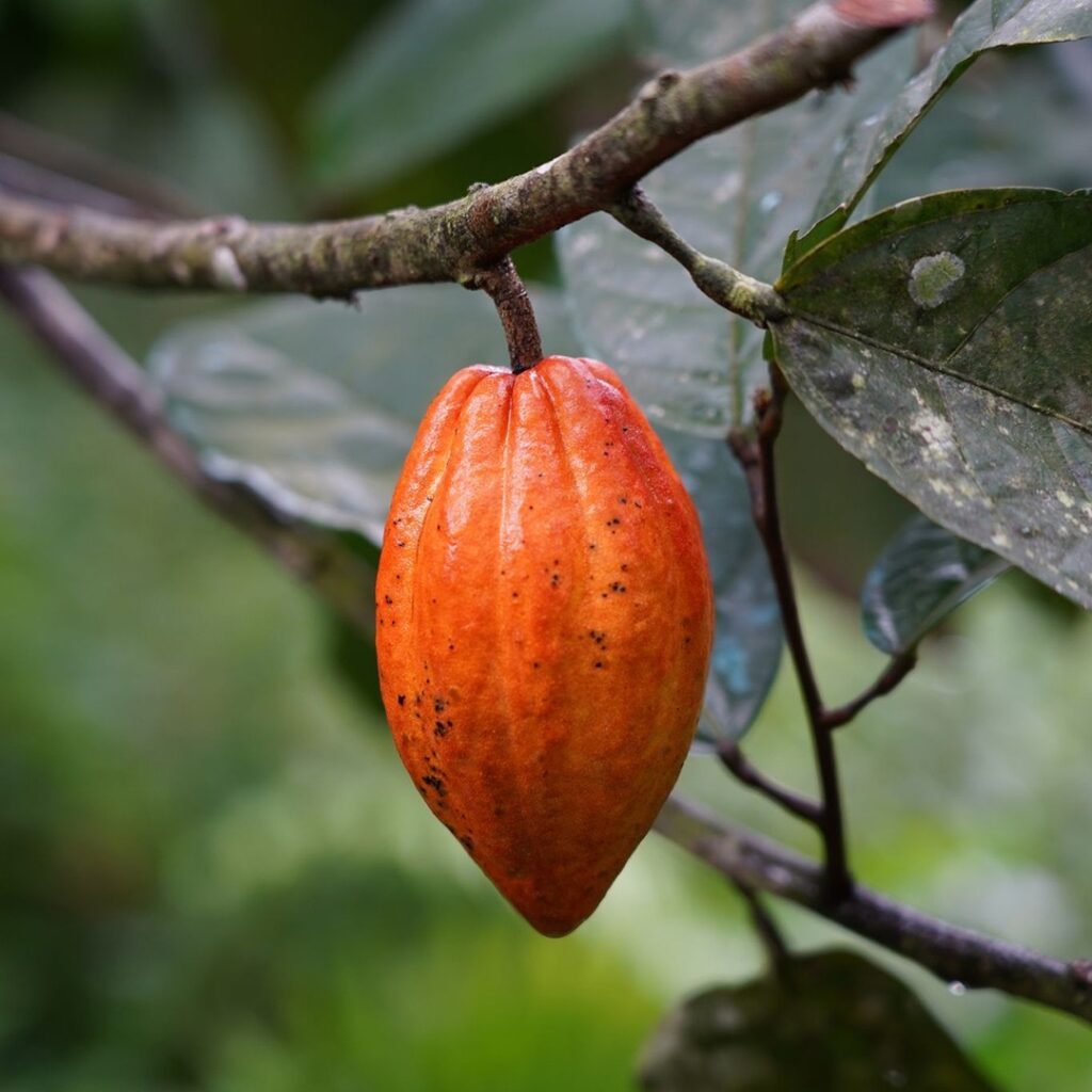 Cacao Pods