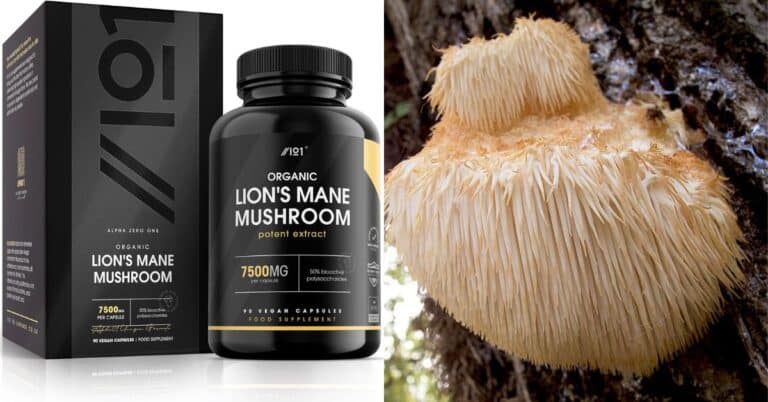 Lion’s Mane Mushroom – Extraction, Health Benefits & Culinary Application