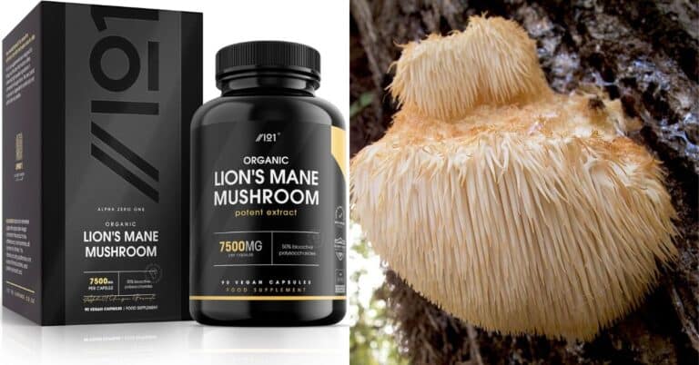 Lion's Mane Mushroom