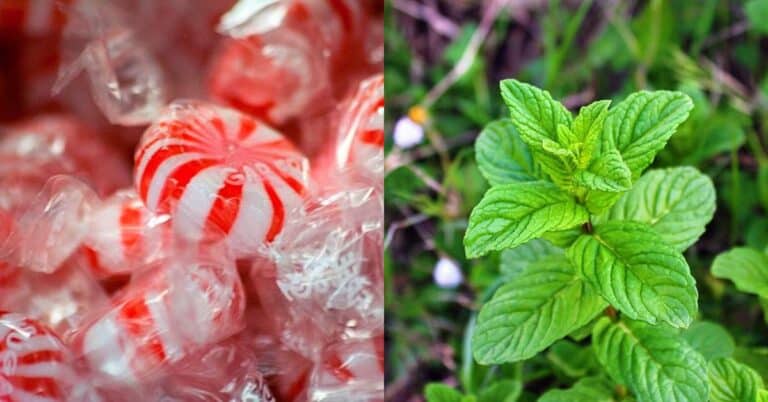 Types of Candies That Come From Plants
