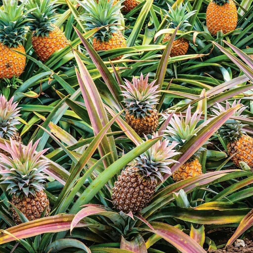 Foods in Antigua: History & Flavors | SnackHistory